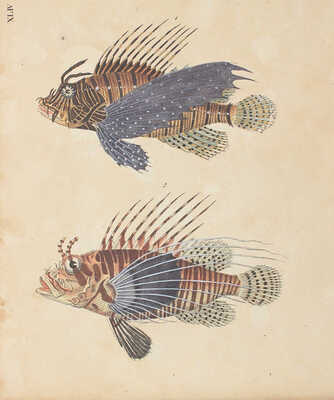 [Естествознание в картинках с пояснительным текстом профессора д-ра Штрака, изданное литографическим институтом], 1819